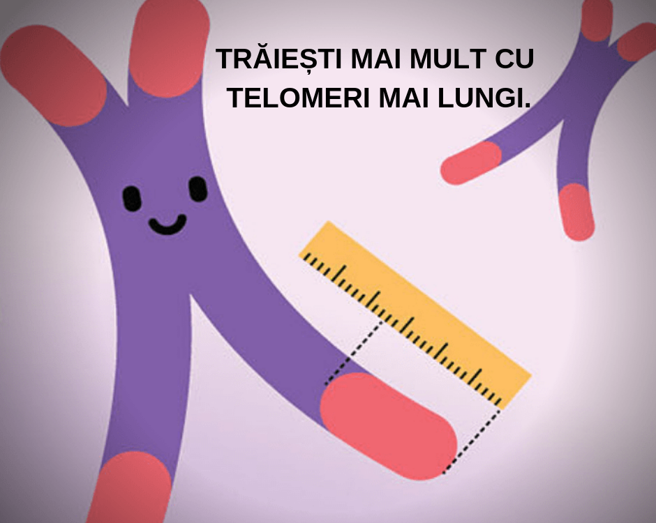 conexiunea intre laminine si telomeri